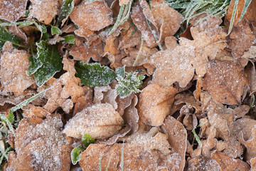 Leaves with new growth breaking through coated in frost