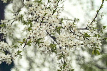 Spring tree