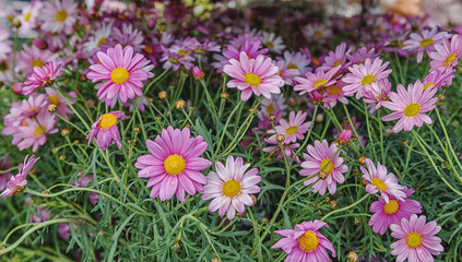 Obraz na płótnie Canvas Pink Marguerite Daisy Flowers in a meadow