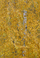 Jesienna brzoza © Tomek Kiecana