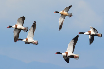 volpoche (Tadorna tadorna) in volo