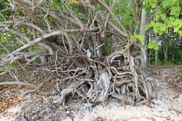 Guadeloupe - Fev 2016