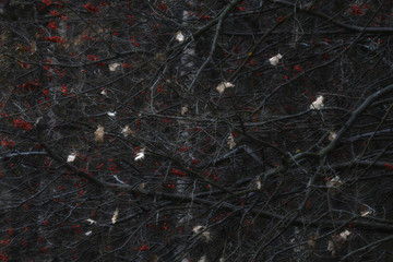 Jarzębina © Tomek Kiecana