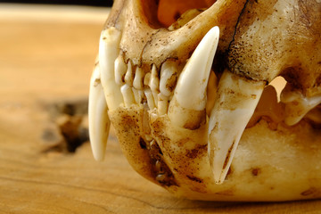 asian goldden cat  or Temminck's cat skull and canine on wood