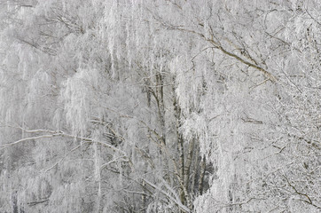 Zimowe brzozy © Tomek Kiecana