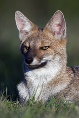 Fototapeta premium Retrato de zorro gris