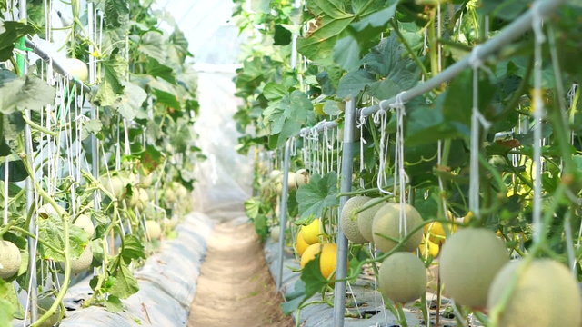 Cantaloupe, Japanese Melon and other melon Growing in Greenhouse indoor Farm 
