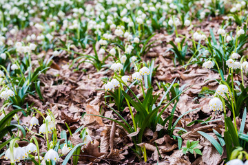 Leucojum vernum. Snowflake forest in the spring.