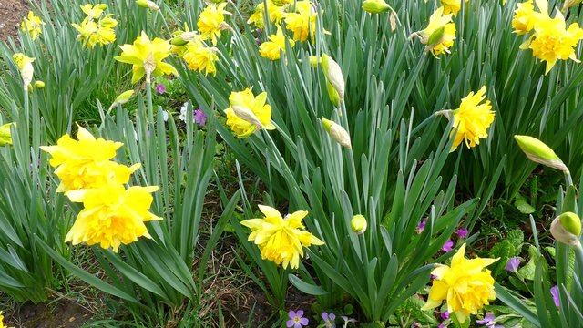 Home garden with blooming daffodils and primroses.