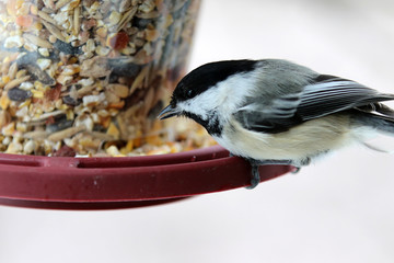 Mésange à tête noire