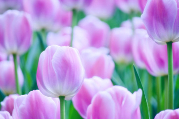 Obraz na płótnie Canvas Beautiful floral spring background (field of pink tulips, shallow DOF)