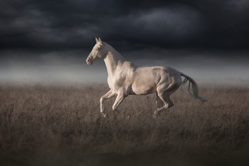 Obraz na płótnie Canvas Cremello Akhal-Teke horse run left
