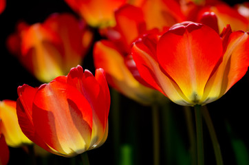 Tulips glowing at night (in the darkness), shallow DOF