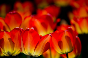 Tulips glowing at night (in the darkness), shallow DOF