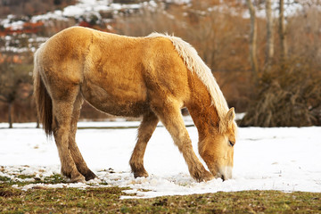 horses hispano breton in the snow in  mountain of  Leon, Spain