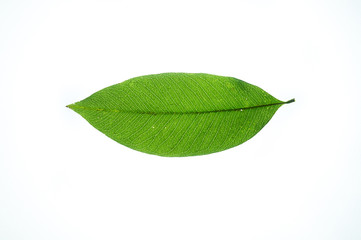 Fototapeta na wymiar Green leaf on white background with hard light, beautiful light and art of leaf