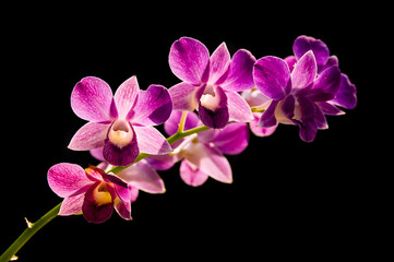 Purple orchid on black background