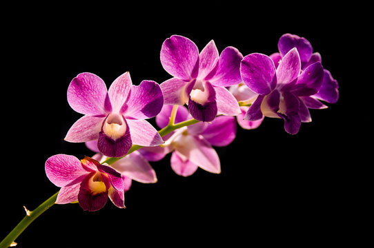 Fototapeta Purple orchid on black background
