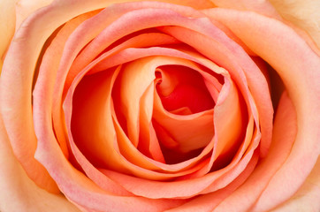 Rose clouse up. Tea rose fills the entire frame image.