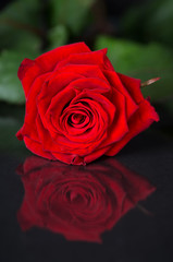 Red rose on a black background. Rose reflected on a black surface. Behind the rose leaves visible.