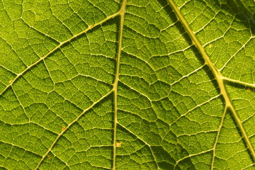 grünes Weinblatt Makro-Fotografie