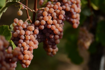 Gewürztraminer  - erntereif aus Pfaffenweiler / Baden / Deutschland