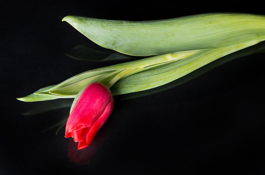 Red Tulip With Green Stem And Leaves On A Black Background. Flower Creates A Mirror Image On The Black Surface.