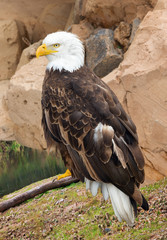 Portrait of an eagle.