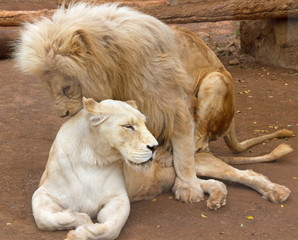 Fototapeta na wymiar Life of white lions.