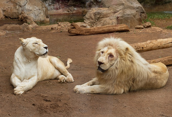 Life of white lions.