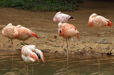 Group of flamingo.