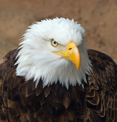 Head of an eagle.