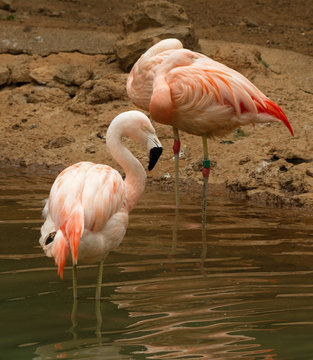 Group of flamingo.