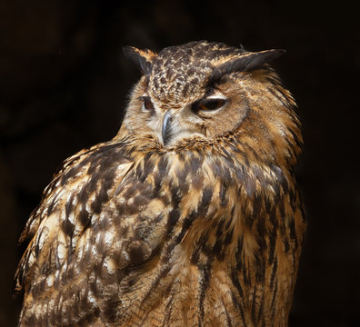 Natural big owl.