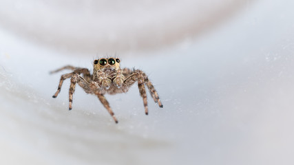 The little spider