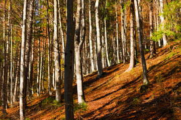 Fototapeta premium Beeches and Pines Trees in Autumn / Undergrowth in autumn with beech trees and pine. Val di Sella (Sella Valley), Borgo Valsugana, Trento, Italy
