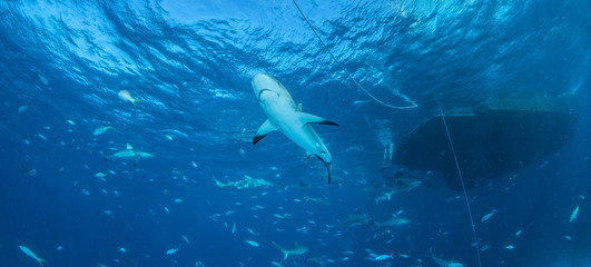 Caribbean reef shark