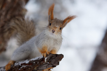 Белка зимой на дереве