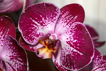 Pink phalaenopsis flowers (orchid) spotted