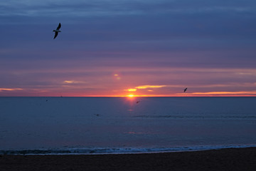 Seagulls are circling in the air. The first rays of the sun appears on the horizon. Spain early morning.