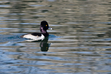 Male Ring-Necked Duck Swimming in the Still Pond Waters