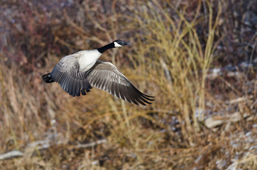 Canada Goose Flying Across the Winter Terrain