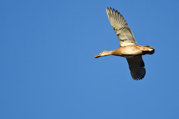 Female Mallard Duck Flying in a Blue Sky