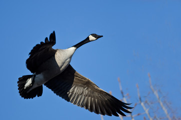 Canada Goose Flying in a Blue Sky