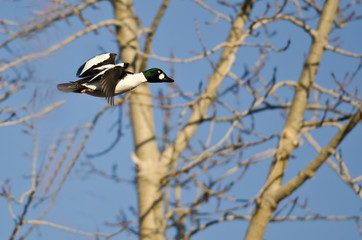 Male Common Goldeneye Flying Among the Trees