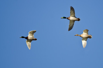 Three Mallard Ducks Flying in a Blue Sky