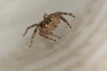 The little spider