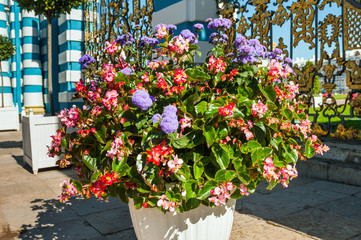 Vase with flowers in Catherine Park, St Petersburg, Russia