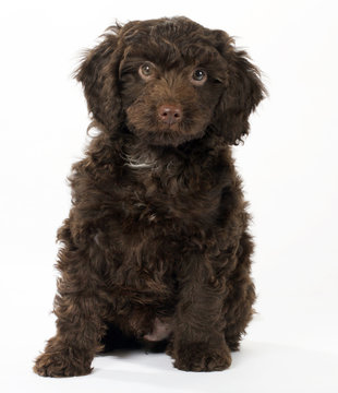 SPROODLE OR SPRINGERPOO PUPPY DOG