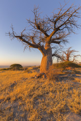 Baobab Tree in winter